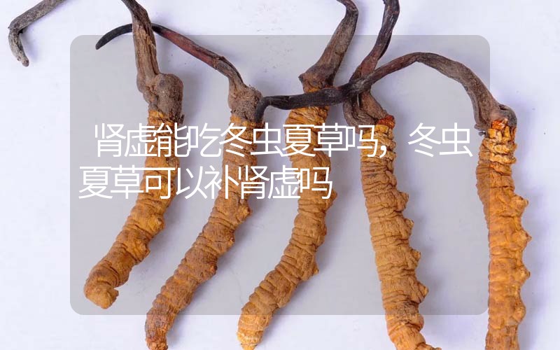 腎虛能吃冬蟲夏草嗎，冬蟲夏草可以補(bǔ)腎虛嗎？