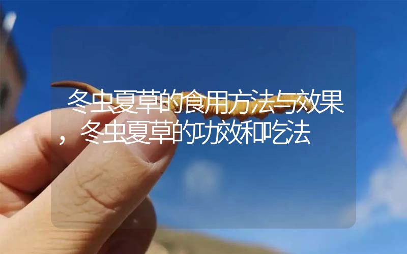 冬蟲夏草的食用方法與效果，冬蟲夏草的食用方法！