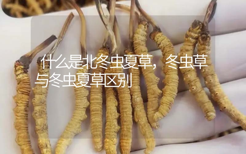 什么是北冬蟲夏草，北冬蟲草與冬蟲夏草區(qū)別