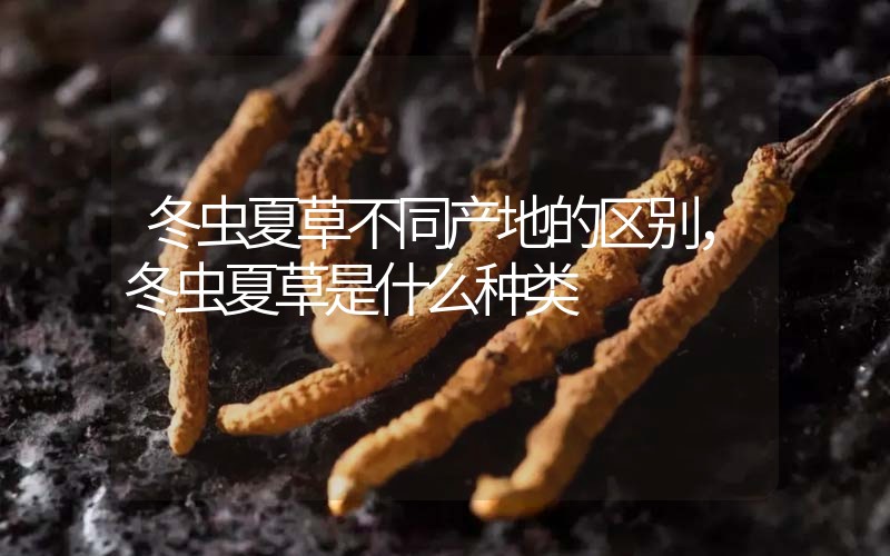 冬蟲夏草不同產(chǎn)地的區(qū)別，冬蟲夏草是什么種類