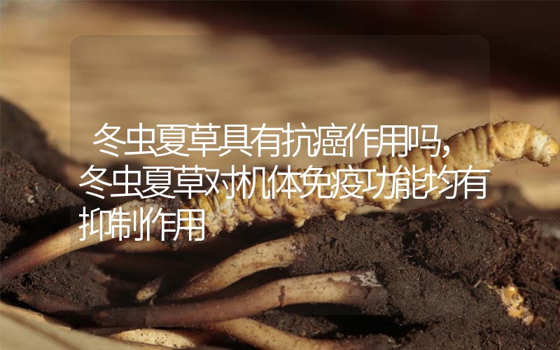 冬蟲夏草具有抗癌作用嗎，冬蟲夏草對機體免疫功能均有抑制作用