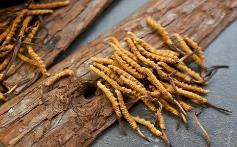 冬蟲(chóng)夏草多少錢(qián)一克，哪個(gè)地區(qū)的質(zhì)量比較可靠呢
