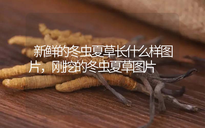 新鮮的冬蟲夏草長什么樣圖片，剛挖的冬蟲夏草圖片