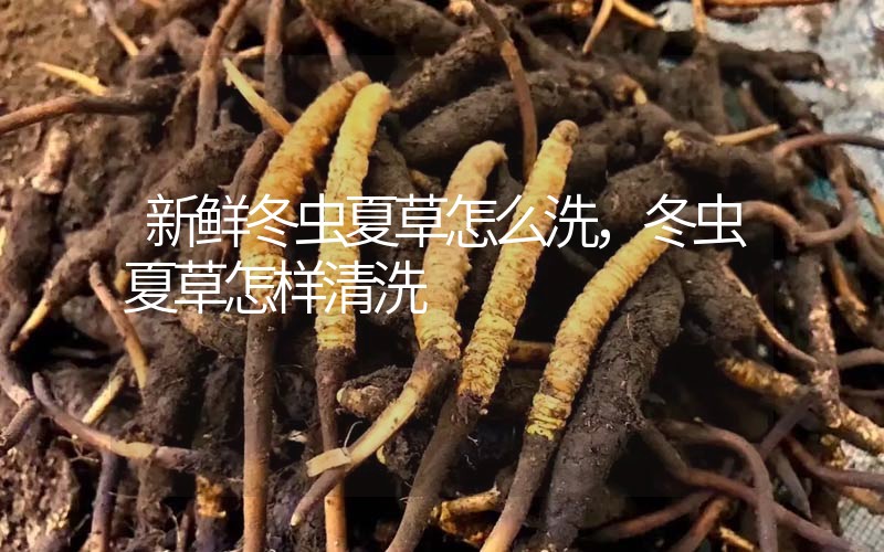 新鮮冬蟲夏草怎么洗，冬蟲夏草怎樣清洗