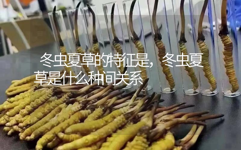 冬蟲夏草的特征是，冬蟲夏草是什么種間關(guān)系