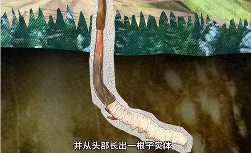 冬蟲(chóng)夏草到底是蟲(chóng)還是草？你猜到了嗎？
