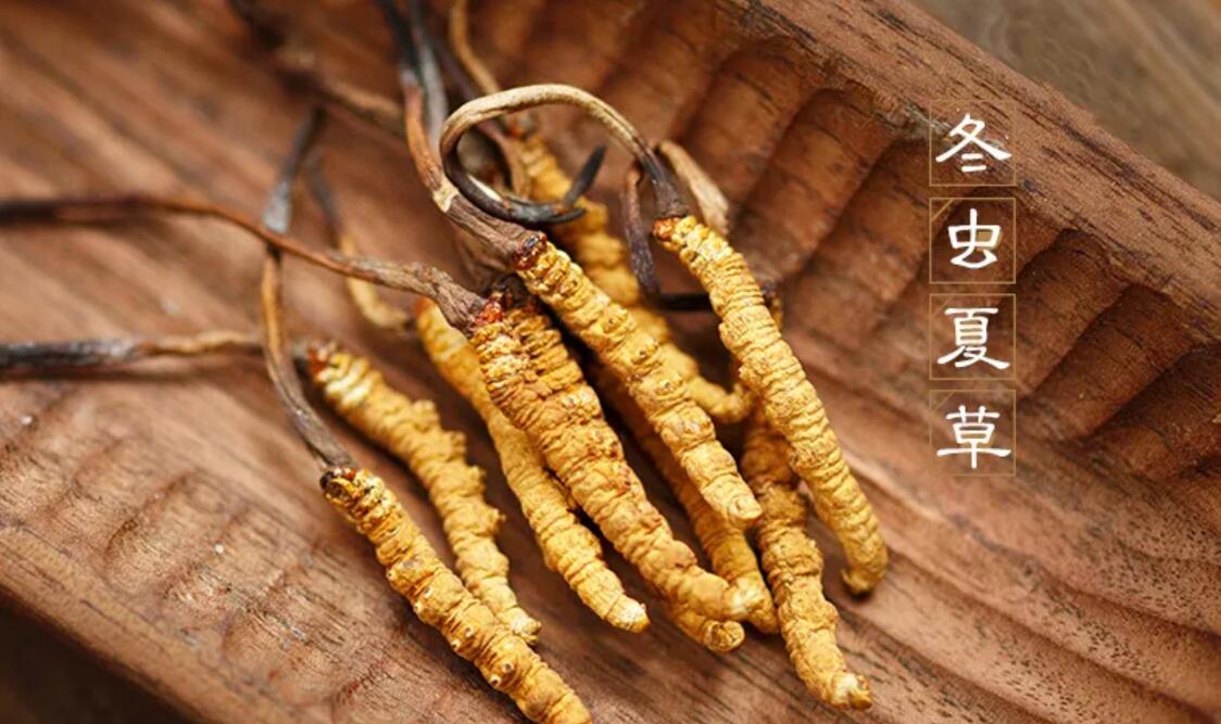 冬蟲(chóng)夏草有什么藥用價(jià)值？冬蟲(chóng)夏草作用與效果
