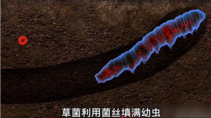 神奇的冬蟲夏草為什么能從蟲子變成草？它到底是怎么形成的呢？