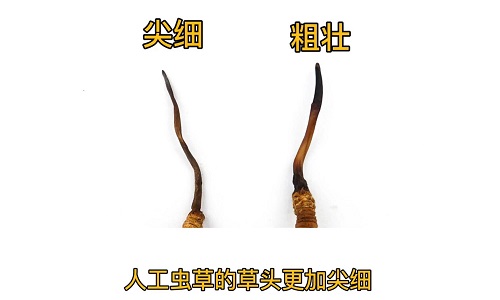 人工蟲草和野生蟲草如何分辨？人工冬蟲夏草怎么鑒別