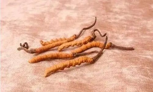 玉樹冬蟲夏草一斤多少錢？玉樹蟲草價格