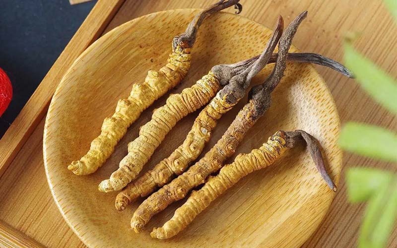 冬蟲夏草作用可以調(diào)節(jié)身體肝臟功能嗎？
