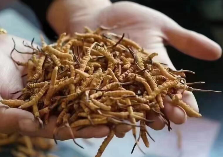 新鮮冬蟲夏草怎么洗最好？新鮮冬蟲夏草怎么清洗？