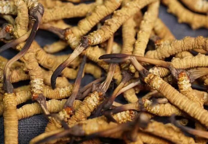 高海拔新鮮蟲草什么時候采摘？各產(chǎn)區(qū)新鮮冬蟲夏草上市時間表