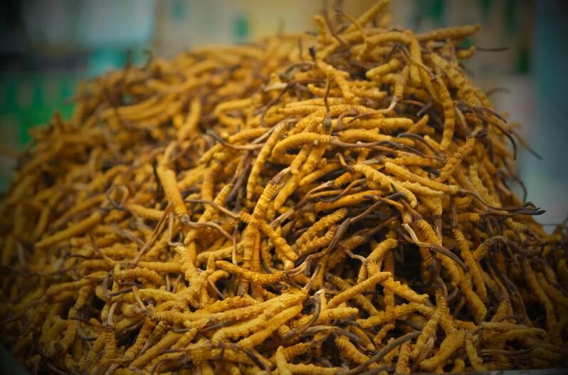 冬蟲夏草的產(chǎn)量為何一年不如一年呢？