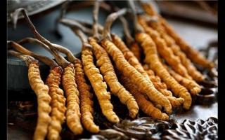 影響冬蟲夏草的價(jià)格的6個指標(biāo)是什么