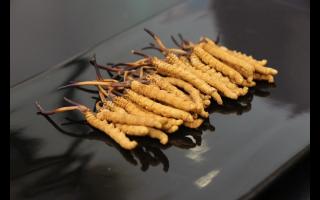 西藏那曲冬蟲(chóng)夏草批發(fā)價(jià)格？