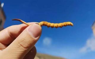 冬蟲夏草的主要產(chǎn)地是哪里？