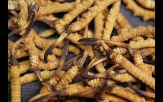 全網(wǎng)較全的冬蟲夏草常識：起源、分類、特點……