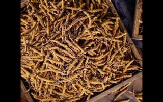 了解一下：冬蟲夏草的產(chǎn)地和采摘方式！