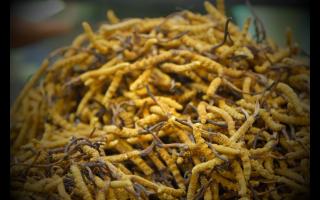 如何正確保存鮮干冬蟲夏草？學(xué)會有效保存你的財(cái)富！