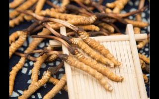 對(duì)話冬蟲夏草：為什么新鮮是王道？
