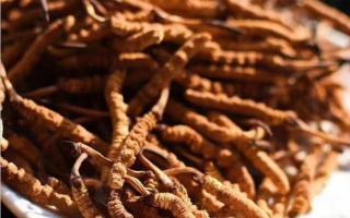 新鮮冬蟲夏草保存時都要注意什么？