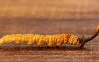 網(wǎng)上的冬蟲夏草能不能購(gòu)買-會(huì)不會(huì)買到假貨？