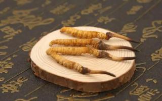 新鮮的冬蟲夏草可以存放多長時間？