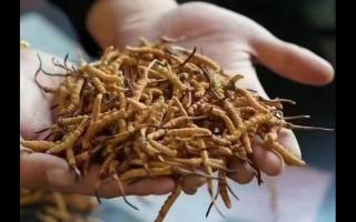 冬蟲(chóng)夏草品質(zhì)好壞取決于什么？