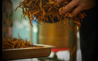 辨別冬蟲夏草產(chǎn)地操作方法的誤區(qū)！