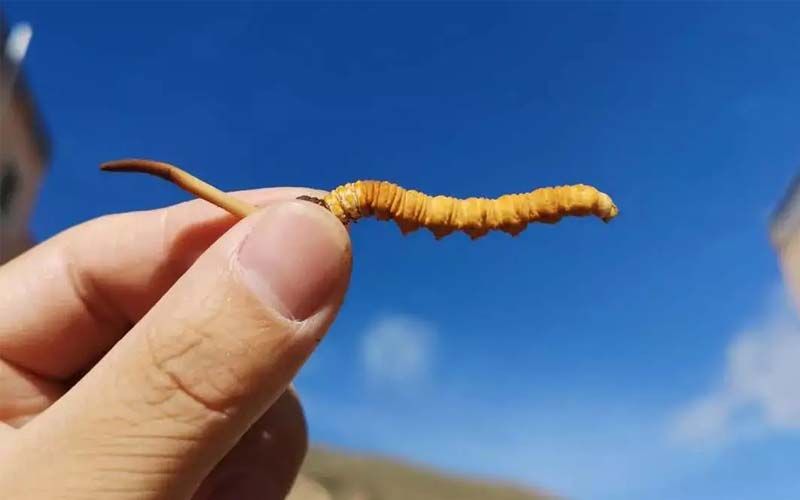 如何妥善保存新鮮的冬蟲(chóng)夏草和干燥蟲(chóng)草？