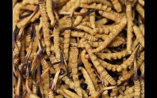 冬蟲(chóng)夏草的用量和用法你吃對(duì)了嗎？