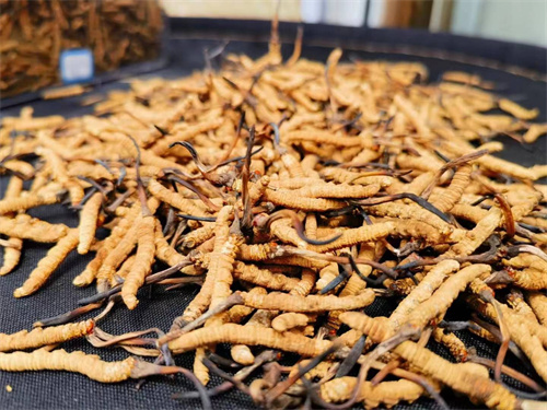 哪些人不能吃冬蟲(chóng)夏草？這5類(lèi)人慎食冬蟲(chóng)夏草
