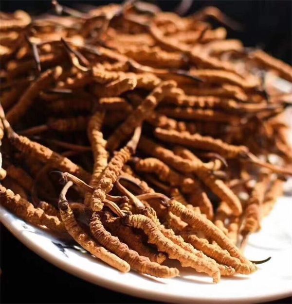冬蟲(chóng)夏草和什么一起吃效果好？冬蟲(chóng)夏草的4種搭配食材