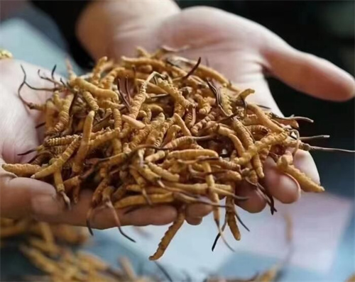 冬蟲夏草是怎么形成的？冬蟲夏草形成的主要步驟