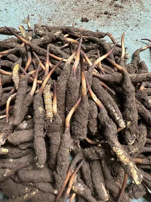 手術(shù)后能否食用冬蟲夏草？專家解答與術(shù)后康復(fù)建議