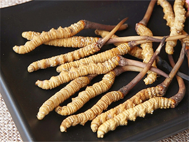 真的冬蟲夏草什么價格？影響冬蟲夏草價格波動的3個關(guān)鍵因素