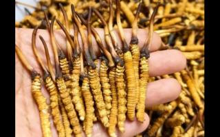 珍草王冬蟲(chóng)夏草是真的嗎？揭秘珍稀藥材的真相