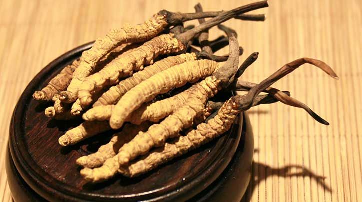 冬蟲(chóng)夏草的價(jià)格一克：為何如此昂貴？
