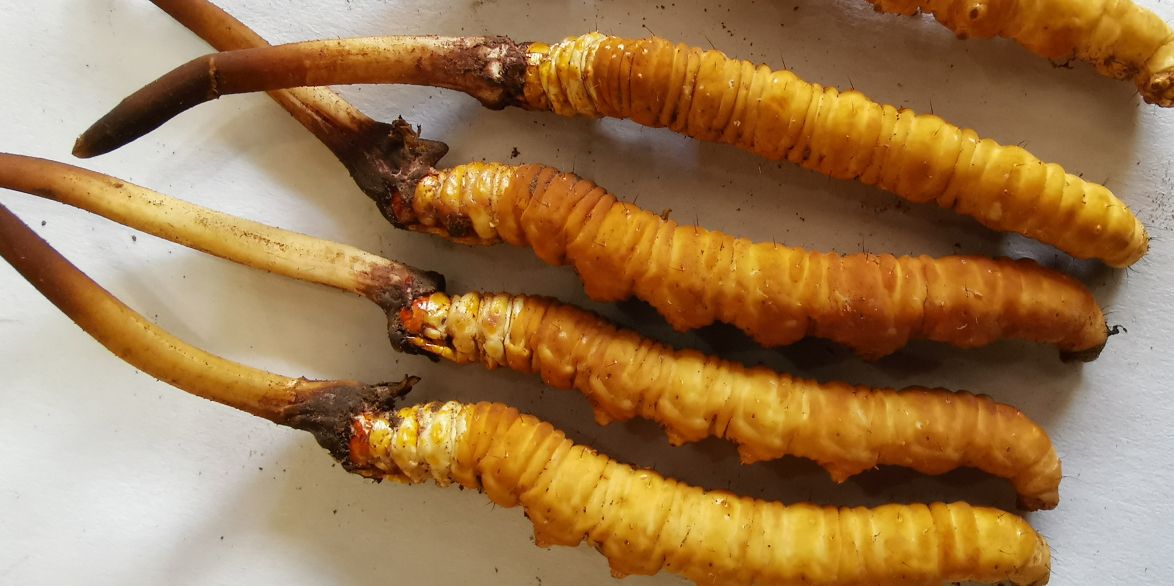 冬蟲夏草泡酒最佳配方：滋補養(yǎng)生，強身健體