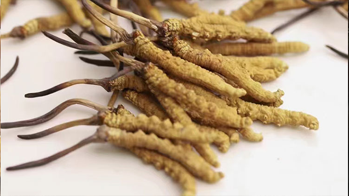 水溫決定營養(yǎng)！冬蟲夏草鮮草泡水溫度全解析?