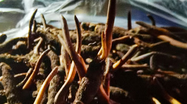 吃鮮的冬蟲夏草會(huì)上火嗎？一文說清