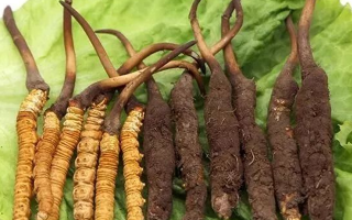 到哪里買新鮮的冬蟲夏草？三步辨真?zhèn)?，四大渠道安心?> </div>
            <div   id=