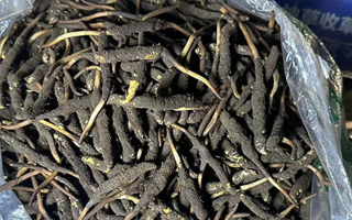 冬蟲夏草可以吃鮮的嗎？一文為你揭秘