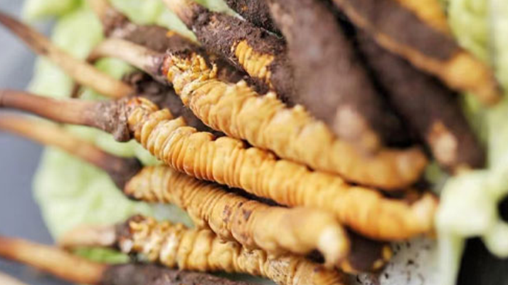 冬蟲夏草鮮草可以生吃嗎？一文解讀食用真相