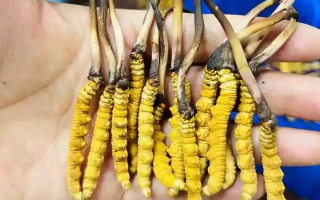 鮮冬蟲夏草出水怎么辦？實(shí)用處理指南