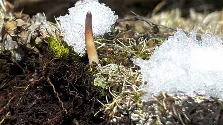 探秘雪域珍寶：最大的新鮮<a href=http://m.withoutbordersmagazine.com/ target=_blank class=infotextkey><a href=http://m.withoutbordersmagazine.com/s/nqcc/ target=_blank class=infotextkey>那曲冬蟲夏草</a></a>
