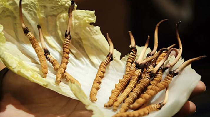 冬蟲夏草為何鮮的好？深度解析鮮蟲草的獨特優(yōu)勢