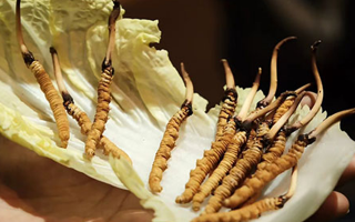 冬蟲夏草為何鮮的好？深度解析鮮蟲草的獨特優(yōu)勢