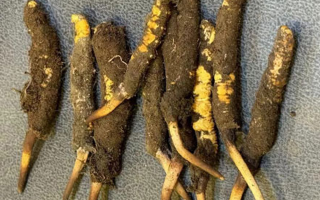 野生冬蟲夏草一斤多少錢？多維度價格解析